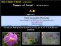 Flowers of Israel -